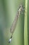 Macro of a dragonfly called an emerald damselfly isolated on a blade of grass