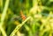 Macro of dragonfly(Crocothemis servilia, Eastern Scarlet Darter, Greater Red Skimmer) on green rice field