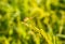 Macro of dragonfly(Crocothemis servilia, Eastern Scarlet Darter, Greater Red Skimmer) on green rice field