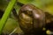 Macro Dragonfly Eyes