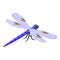 Macro dragonfly icon isometric vector. Wing insect