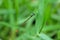 Macro of dragonfly perched on leaf