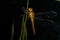 Macro, dragonfly, tree grass, black background