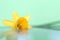 A macro dreamy portrait of a yellow daffodil lying on its side floating in water with a green background. The flower casts a