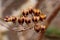 Macro dried Hibiscus seed cluster