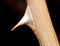 Macro of a dried sharp rose thorn