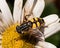 Macro of a Drone fly (Eristalis tenax) feeding on a white Montauk Daisy Flower