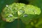 Macro of droplets on sunlit green leave: dew point