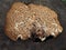 Macro of a Dryads saddle Polyporus squamosus or pheasants back mushroom