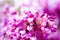 Macro of eastern redbud tree`s. Blooming Judas tree. Cercis siliquastrum, canadensis. Pink flowers banch. Summer and