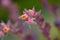 Macro Echeveria flower photo with pink petals.