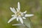 Macro of edelweiss flower