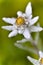 Macro of edelweiss flower