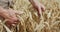 Macro elderly farmer's hands caresses ripe wheat spikes in field