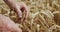 Macro elderly farmer's hands touches and checks ripe wheat spikes in field