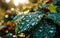 Macro Elegance: Transparent Raindrops on Green Leaf Glistening in Morning Sun, Beautiful Natural Texture and Background