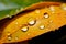 Macro elegance water drops on orange yellow leaves, post rain closeup