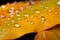 Macro elegance water drops on orange yellow leaves, post rain closeup