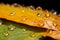 Macro elegance water drops on orange yellow leaves, post rain closeup