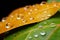 Macro elegance water drops on orange yellow leaves, post rain closeup