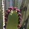 Macro of Euphorbia canariensis red flower