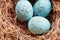 Macro of European Robin Eggs in a Real Nest