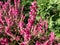 Macro of evergreen shrub Calluna vulgaris \\\'Red star\\\' with dark foliage and double terminal, spike-like racemes