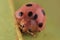 Macro extreme of nature ladybug