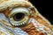 macro of eye and head of bearded dragon Pogona vitticeps australian lizard isolated black background