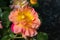 Macro of fantastic rose flower in the italian park