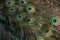 Macro of feathers of the common peacock or Pavo cristatus