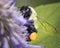 Macro of a female Bombus impatiens Bumble Bee pollinating a purple lavender flower.