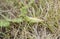 Macro of Female Handsome Grasshopper Syrbula admirabilis in Colorado