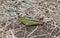 Macro of Female Handsome Grasshopper Syrbula admirabilis in Colorado