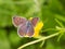 Macro of a female sooty copper lycaena tityrus butterfly on a ranunculus acris blossom with blurred bokeh background