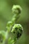 Macro fern unfurling