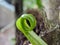 Macro of fiddlehead plant texture