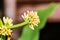 Macro field of Cape of Good Hope, Dracaena, Dracaena fragrans