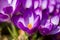 Macro of first spring flowers in garden crocus