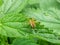 Macro of fishing spider, raft spider, dock spider or wharf spider Dolomedes sp. on a leaf