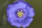 Macro of a flax seed flower