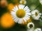 Macro of fleabane daisy in summer