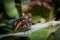 Macro of flies reproduction on leaf