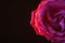 macro flower background rose bud closeup
