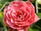 Macro of the Flower of Camellia japonica \\\'Admiral Nimitz\\\'