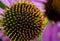 Macro. The flower is echinacea with pink petals. close-up