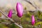 Macro, flower and leaves of a young pink magnolia. Close-up of young buds of pink magnolia on natural background.