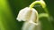 Macro flower of lily of the valley swaying in the wind
