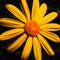 Macro flower portrait of a single isolated blooming yellow daisy marguerite blossom in bright sunlight on blurred natural green