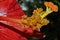 Macro Flower Stamen with Water Beads